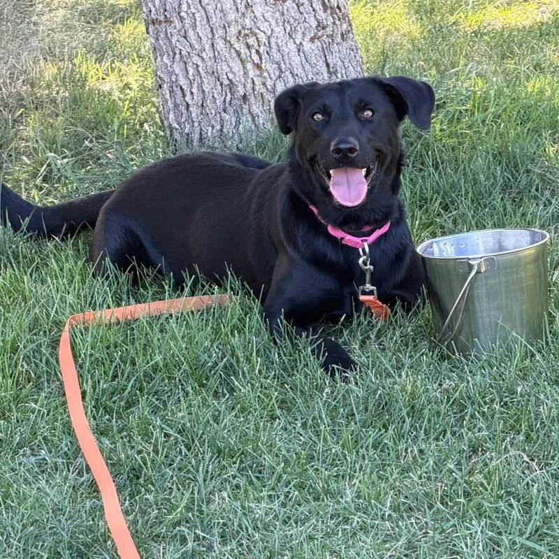 An adult small-sized female Mixed Breed dog named Betsy for adoption in Buffalo, WY