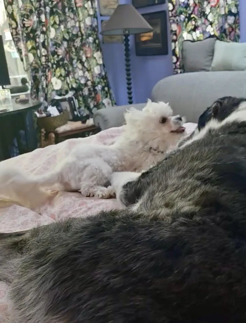 A young small-sized male White / Cream Maltese dog named Colton for adoption in San Rafael, CA