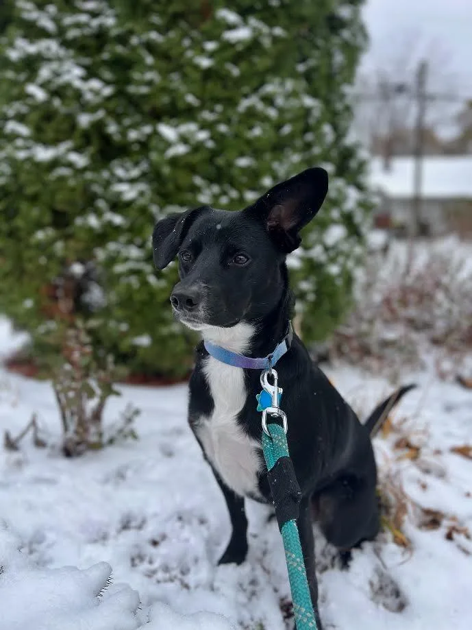 Phoebe