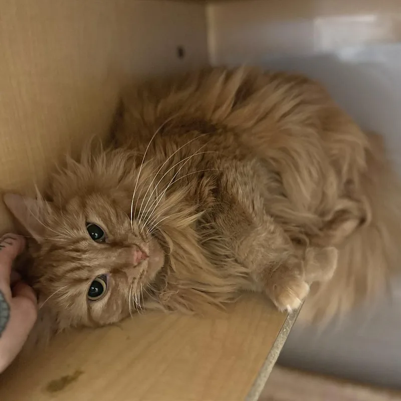 An adult large-sized female Orange / Red Domestic Long Hair cat named Raven for adoption in Washington Township, OH