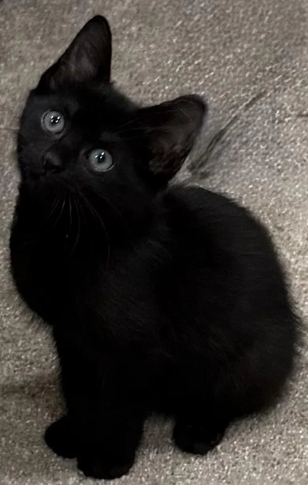 A baby medium-sized female Black Domestic Short Hair cat named Princess for adoption in Boca Raton, FL