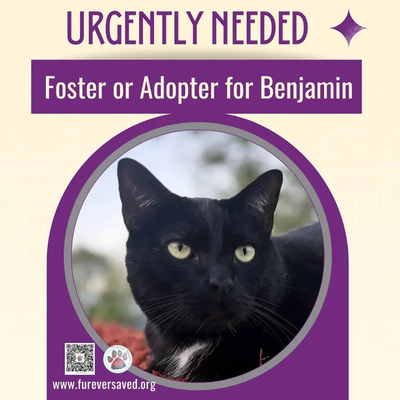 Benjamin thumbnail 2