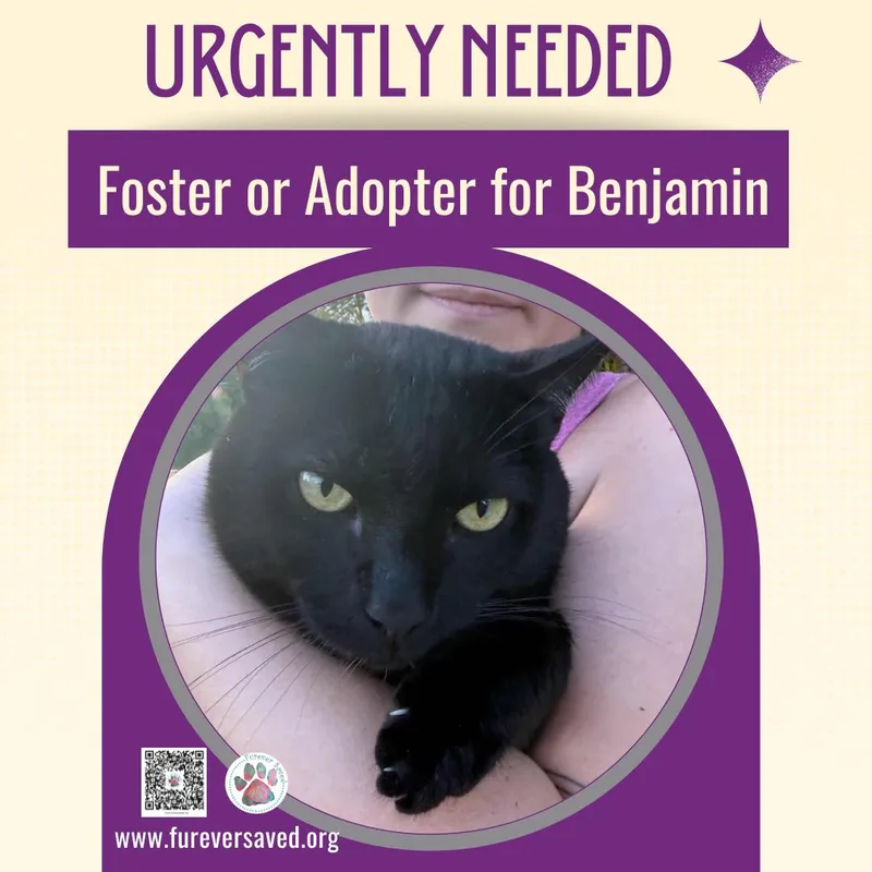 Benjamin thumbnail 3