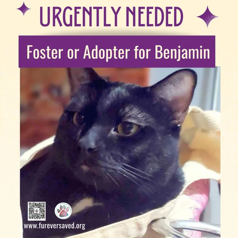 Benjamin thumbnail 4