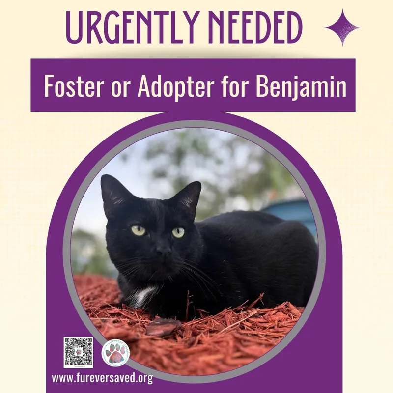 Benjamin thumbnail 5