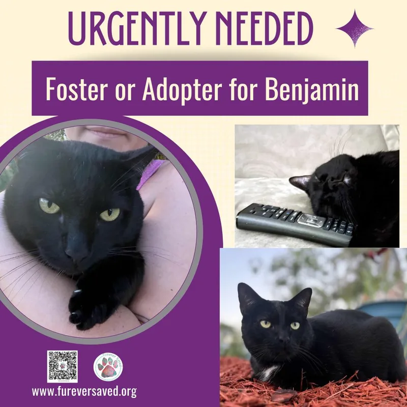 An adult medium-sized male Black Domestic Short Hair cat named Benjamin for adoption in Miami, FL