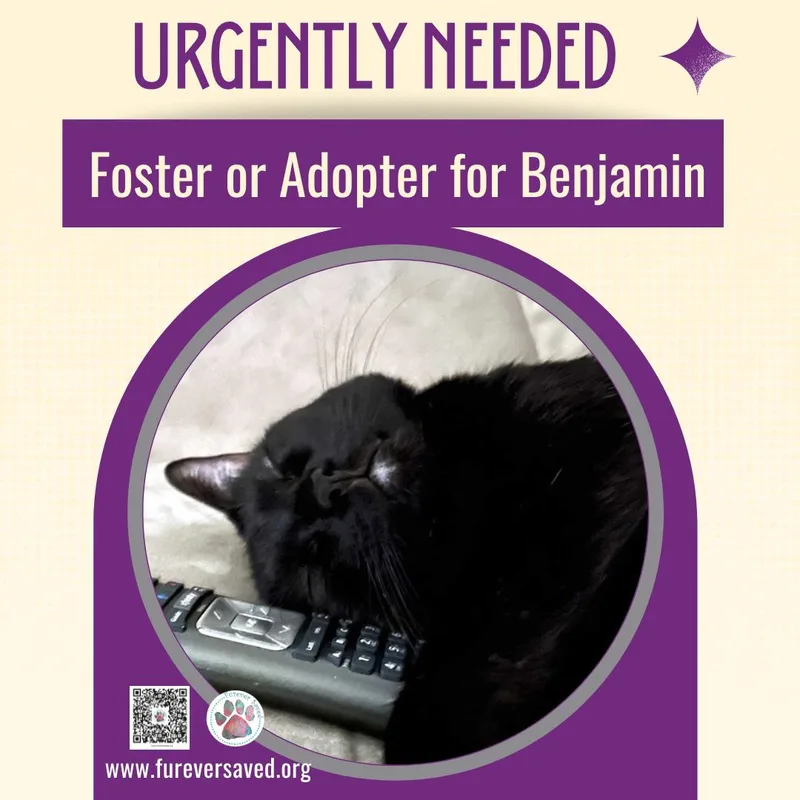 Benjamin thumbnail 6