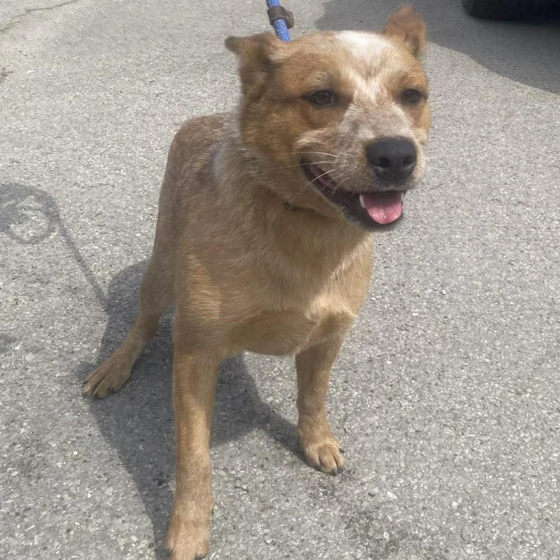 A young medium-sized female Red / Chestnut / Orange Mixed Breed dog named Rapunzel Stray Hold for adoption in Huntington, WV