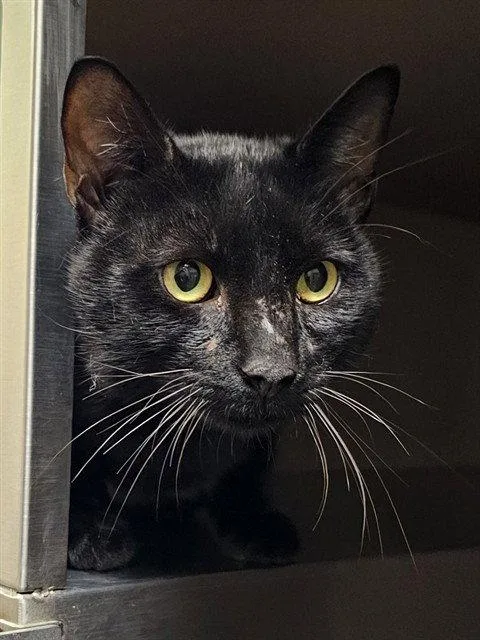 An adult medium-sized male Black Domestic Short Hair cat named Midnight Sun for adoption in Clyde, NC