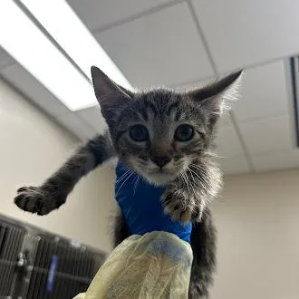 A baby small-sized male Domestic Short Hair cat named Smokey for adoption in Las Vegas, NV