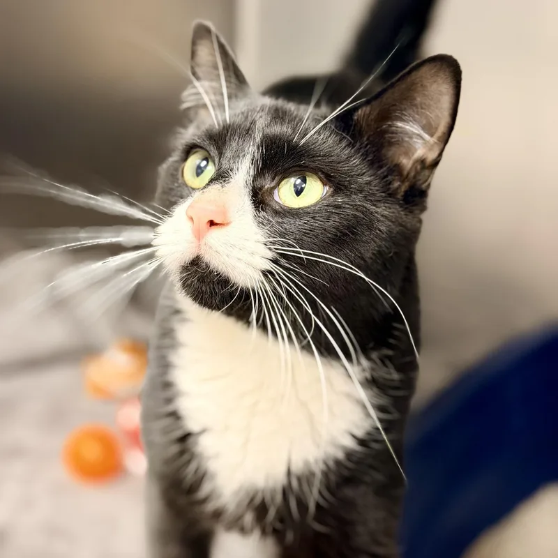 An adult medium-sized male Black & White / Tuxedo Domestic Short Hair cat named Geoffrey for adoption in Manahawkin, NJ