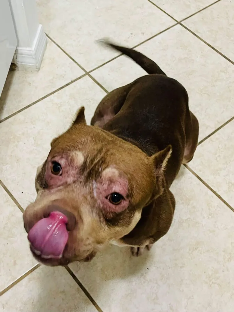 An adult medium-sized male Pit Bull Terrier dog named Cash for adoption in Estero, FL