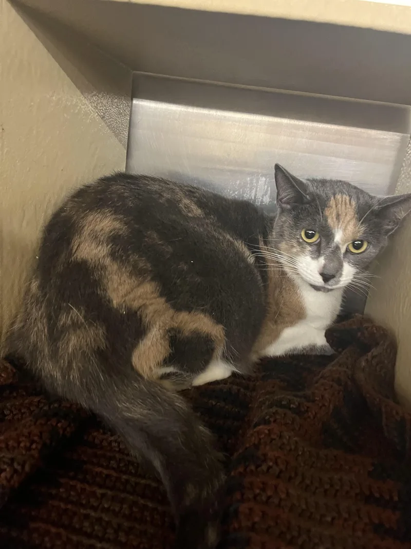 An adult medium-sized female Dilute Calico Domestic Short Hair cat named Harvest for adoption in Maple Heights, OH