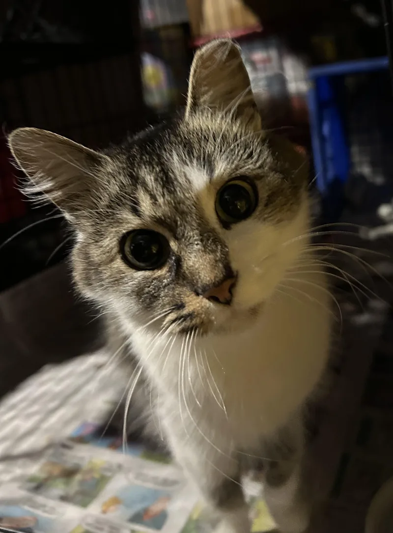 An adult medium-sized female Tabby (Buff / Tan / Fawn) Domestic Short Hair cat named Challah for adoption in Maple Heights, OH