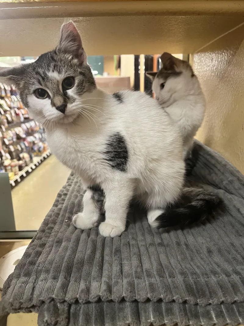 A baby medium-sized female Tabby (Gray / Blue / Silver) Domestic Short Hair cat named Brioche for adoption in Maple Heights, OH