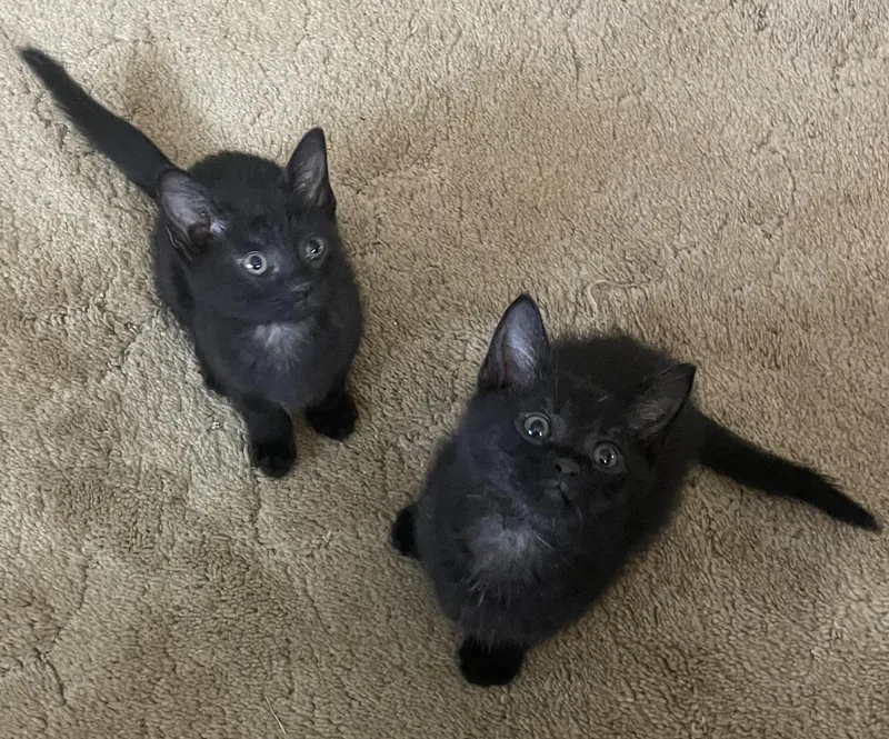 A baby medium-sized female Black Domestic Short Hair cat named Piper for adoption in Avon, NY