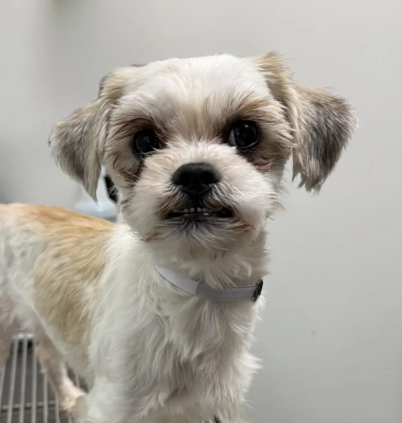 A young small-sized male White / Cream Shih Tzu dog named Kendrick for adoption in Los Alamitos, CA