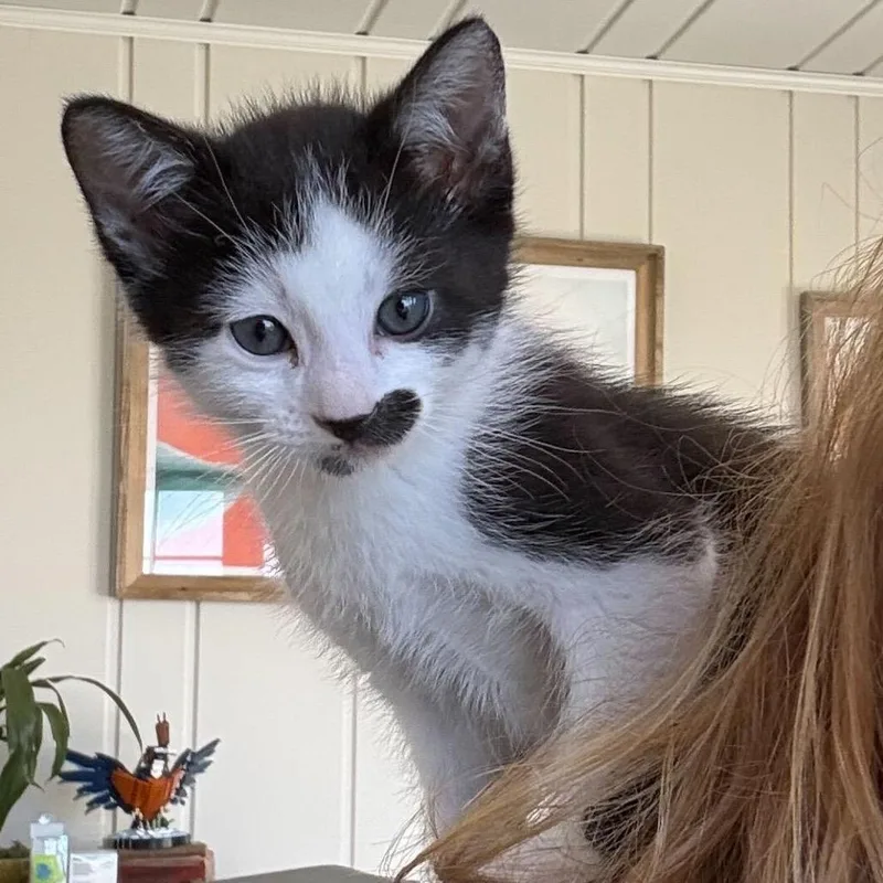 A baby small-sized male White Domestic Short Hair cat named Duke for adoption in Escondido, CA