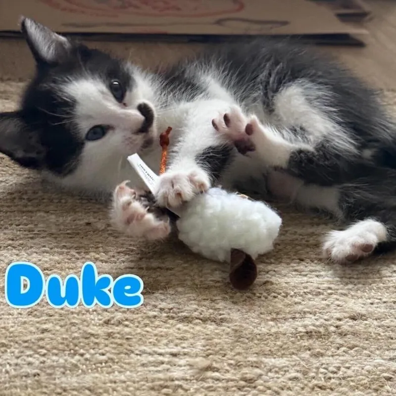 Duke thumbnail 2