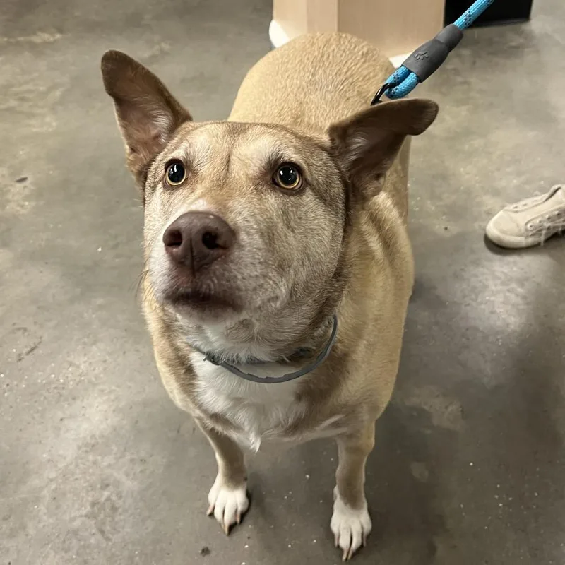 An adult medium-sized male Brown / Chocolate Shepherd dog named Storm for adoption in Tampa, FL