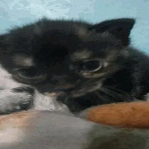 A baby small-sized female Tortoiseshell Domestic Short Hair cat named Tort for adoption in New York, NY