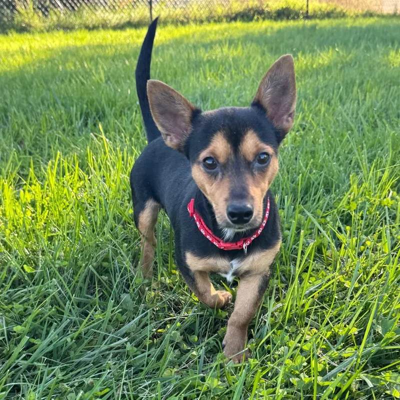 A young small-sized male Chihuahua dog named Nemo for adoption in Monticello, IA