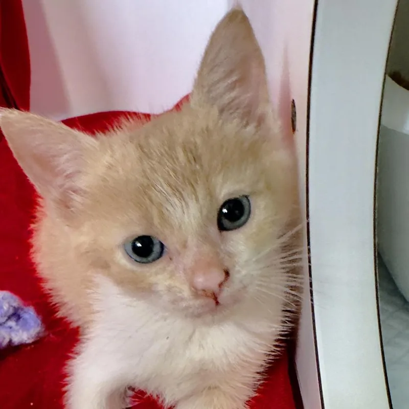 A baby small-sized male Orange / Red Domestic Short Hair cat named Jinu for adoption in Franklin, NC