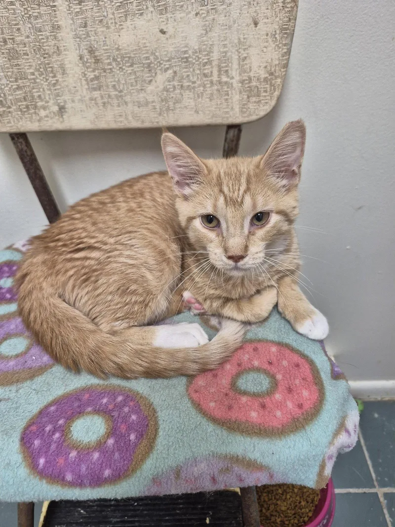 A young medium-sized female Orange / Red Domestic Short Hair cat named Velveeta for adoption in Ocean Pines, MD