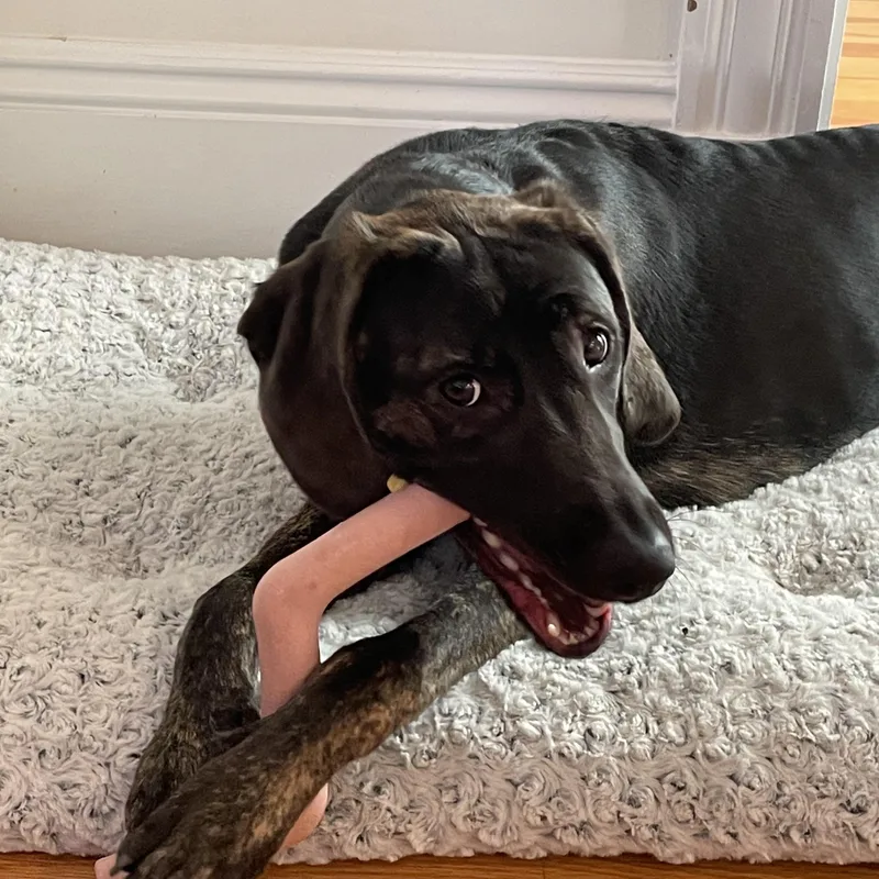 Mocha Josie Juniper  thumbnail 6