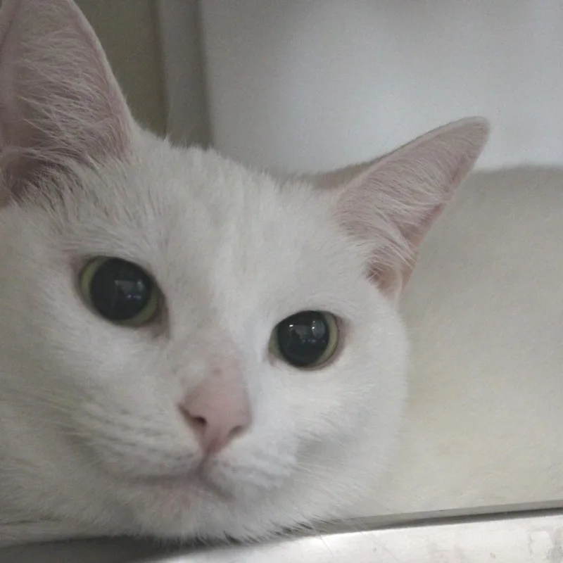 A young medium-sized female White Domestic Short Hair cat named Winter for adoption in Gloucester, VA