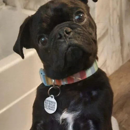 A baby small-sized male Black Pug dog named Brutus for adoption in Seattle, WA