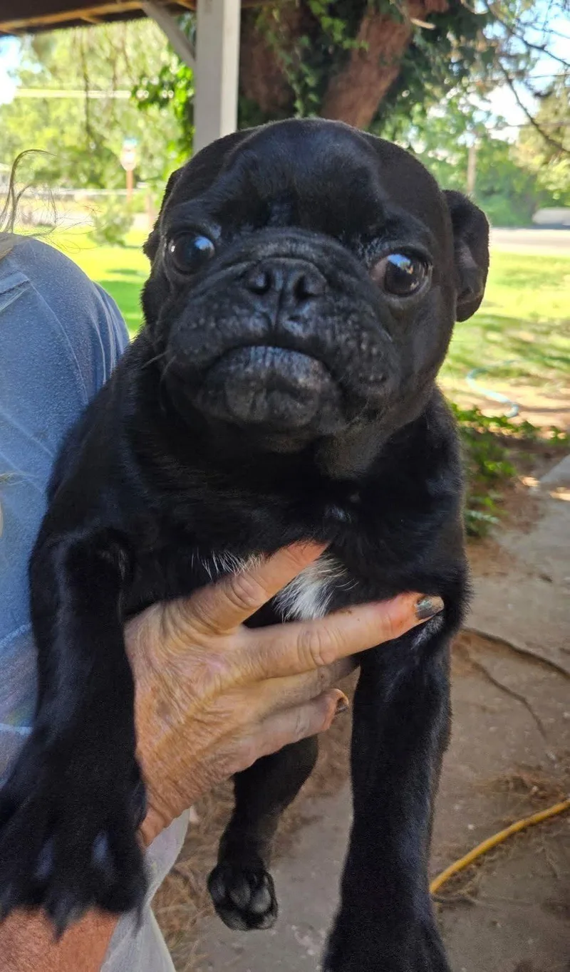 Brutus thumbnail 2
