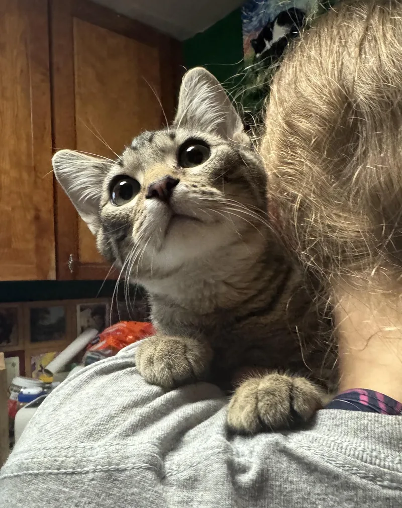 A young medium-sized male Domestic Short Hair cat named Odo for adoption in Wheaton, IL