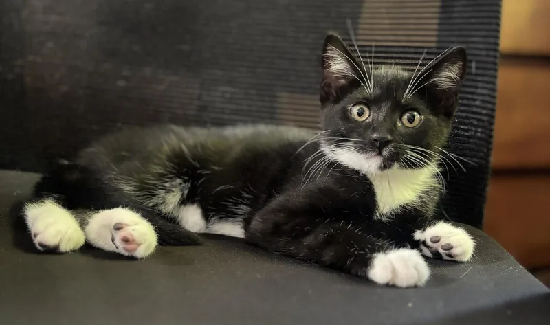 A baby medium-sized female Black & White / Tuxedo Domestic Short Hair cat named Leela for adoption in Seal Beach, CA