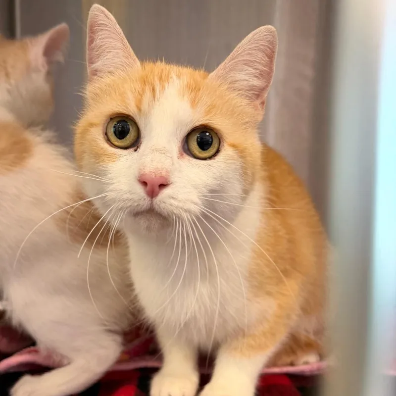 An adult medium-sized female Orange / Red Domestic Short Hair cat named Peach for adoption in Madisonville, TN