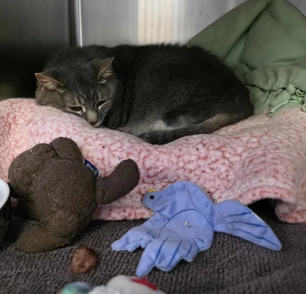 A senior small-sized female Domestic Short Hair cat named Gizmo for adoption in Escondido, CA