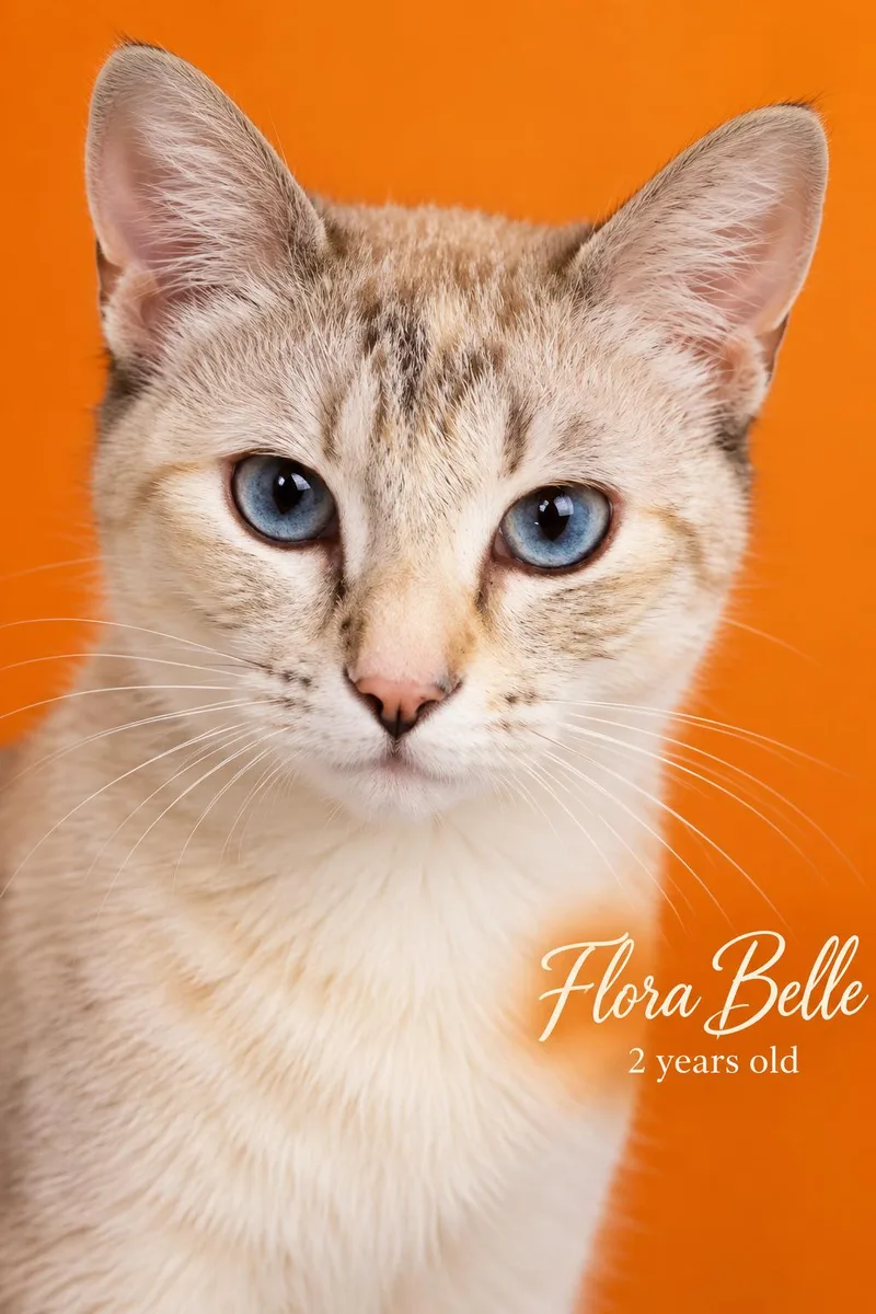 An adult medium-sized female Lilac Point Siamese cat named Flora Belle Located At for adoption in Reno, NV