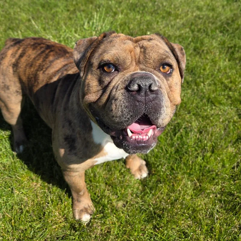 An adult large-sized male Brindle English Bulldog dog named Boomer for adoption in Pontiac, IL