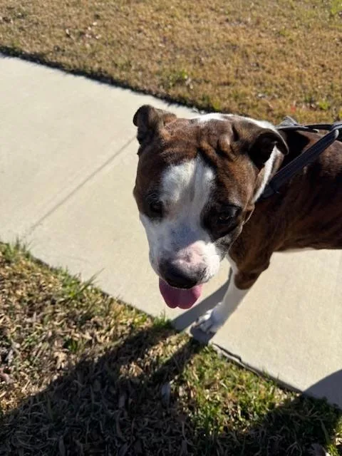 Tiger Ii thumbnail 4