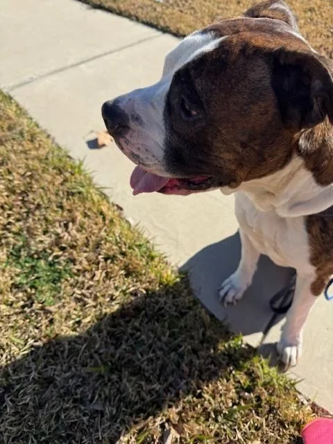 Tiger Ii thumbnail 5