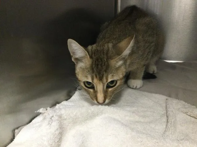 A young small-sized female Domestic Short Hair cat named Baby Boo for adoption in Thousand Palms, CA