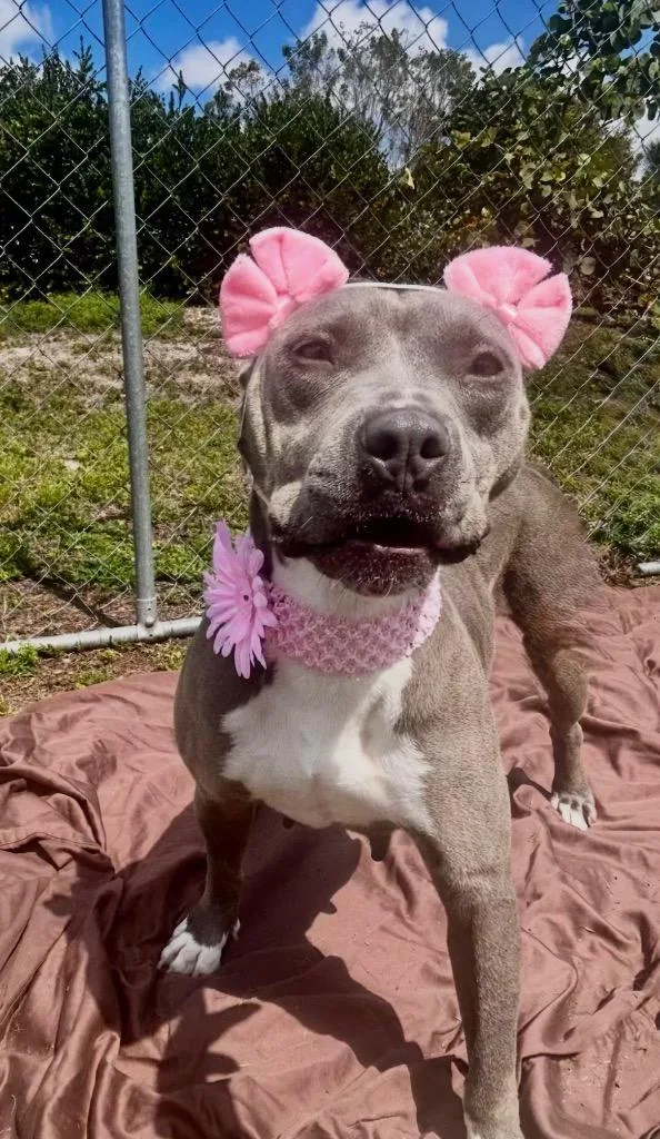 An adult large-sized female Pit Bull Terrier dog named Xena for adoption in Cape Coral, FL
