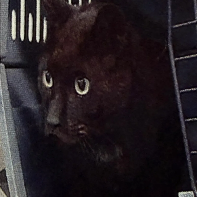 An adult large-sized male Black Domestic Short Hair cat named Curtis for adoption in Houston, TX