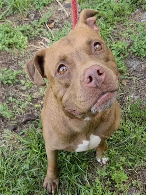 An adult large-sized female American Staffordshire Terrier dog named Darcy for adoption in Fort Lauderdale, FL