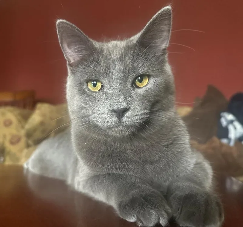 A baby medium-sized male Gray / Blue / Silver Domestic Short Hair cat named Chaos for adoption in Kalamazoo, MI