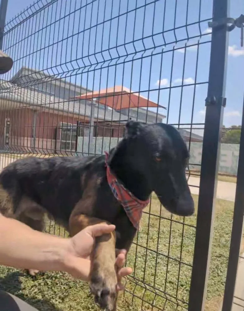 A young large-sized male Tricolor (Brown, Black, & White) Belgian Shepherd / Malinois dog named Tom Cruise Located for adoption in Imlay City, MI