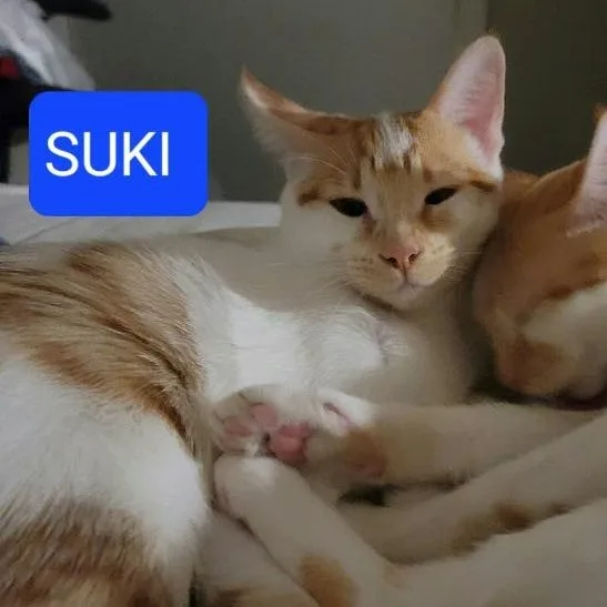 An adult medium-sized female Orange / Red Domestic Short Hair cat named Suki for adoption in Houston, TX