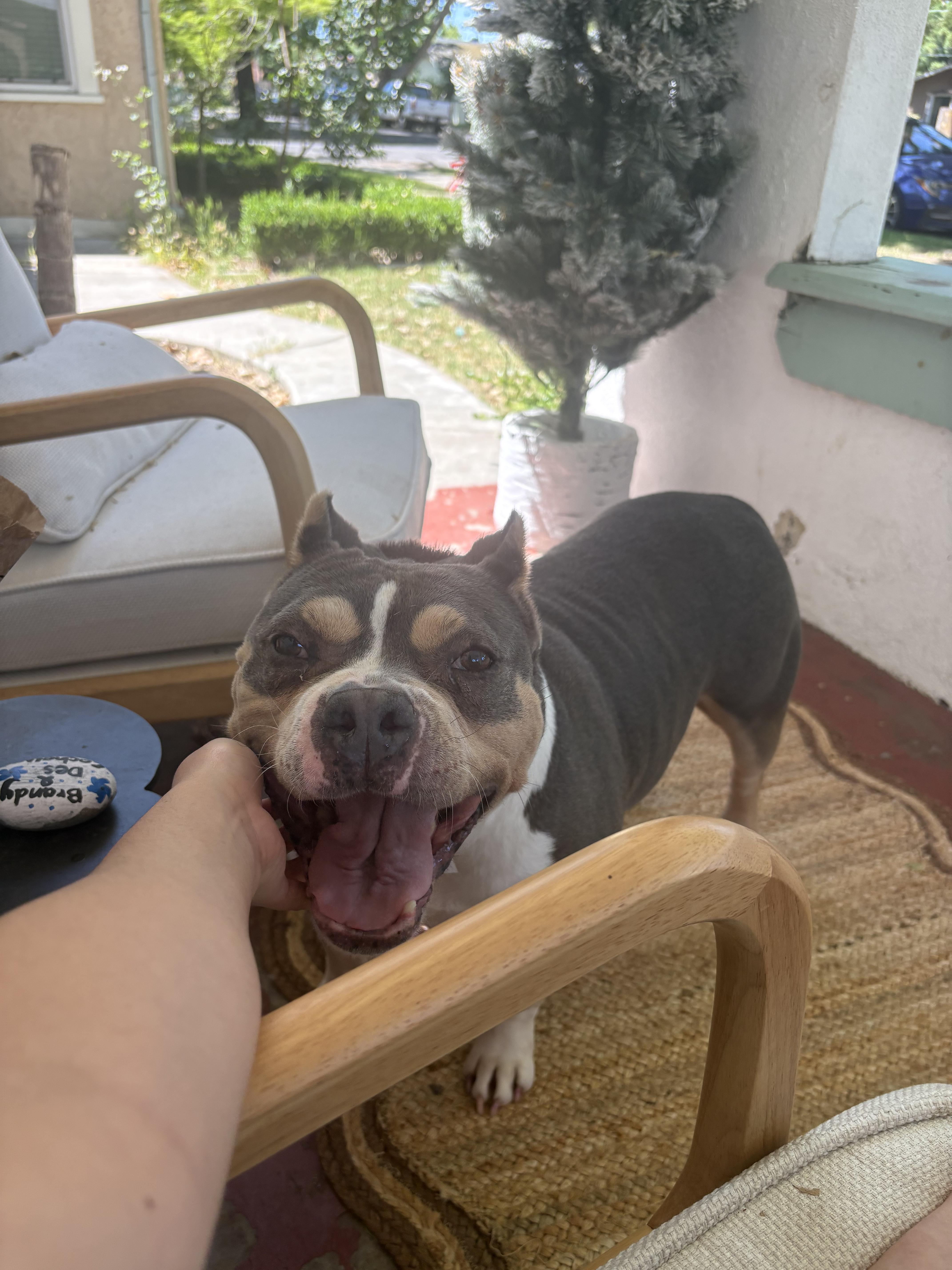 An adult large-sized female Brown / Chocolate English Bulldog dog named Brooklyn  Professional Sunbather for adoption in Lake Hughes, CA