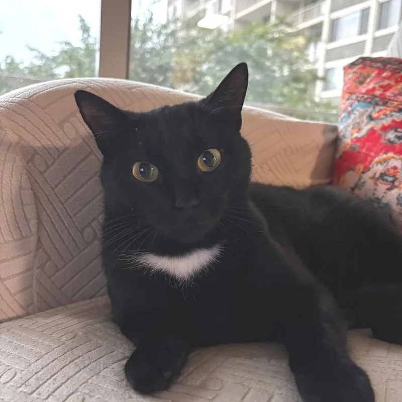 A young medium-sized female Black Domestic Short Hair cat named Lady for adoption in Washington, DC