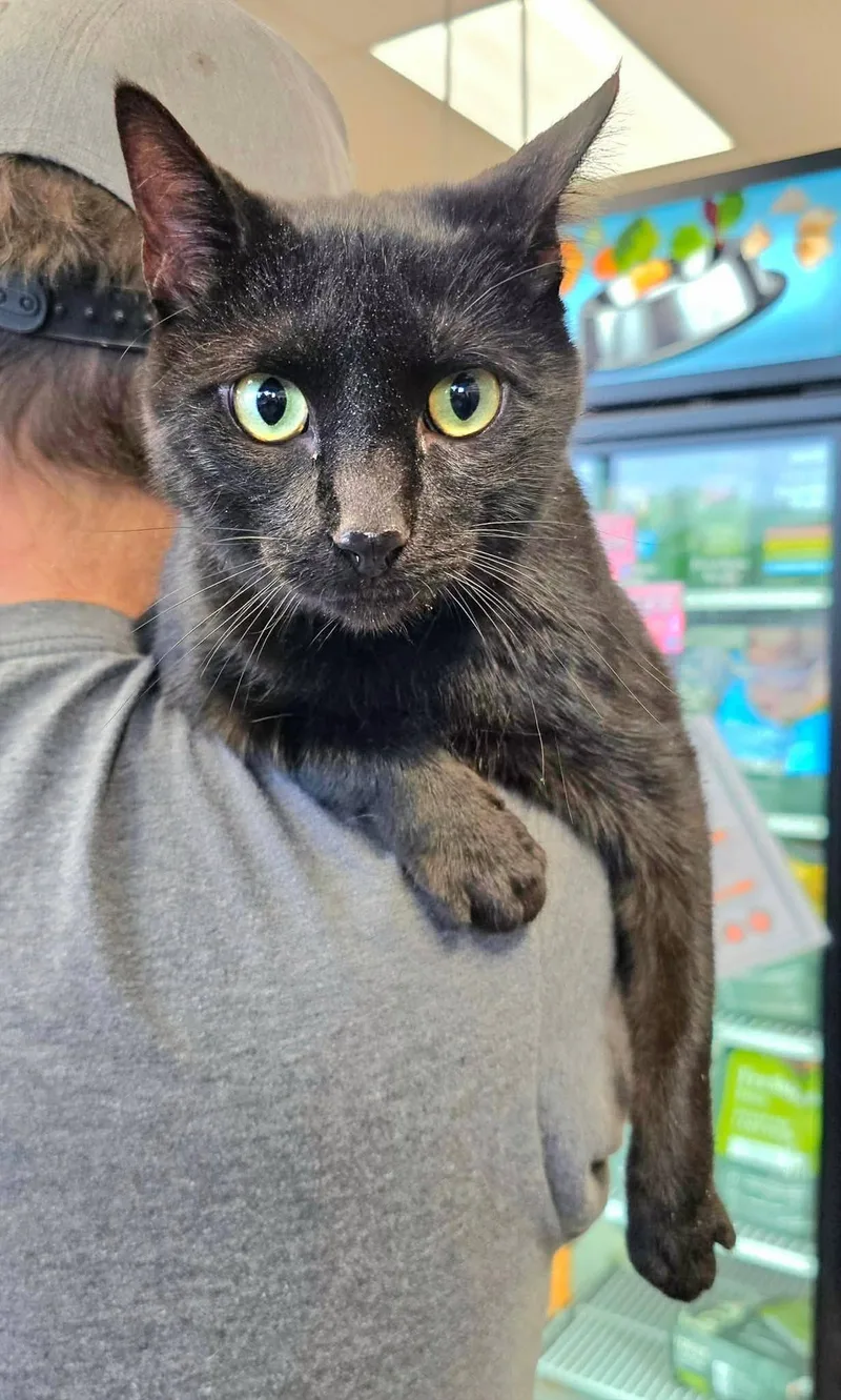 An adult medium-sized male Black Domestic Short Hair cat named Lowen for adoption in Oak Ridge, TN